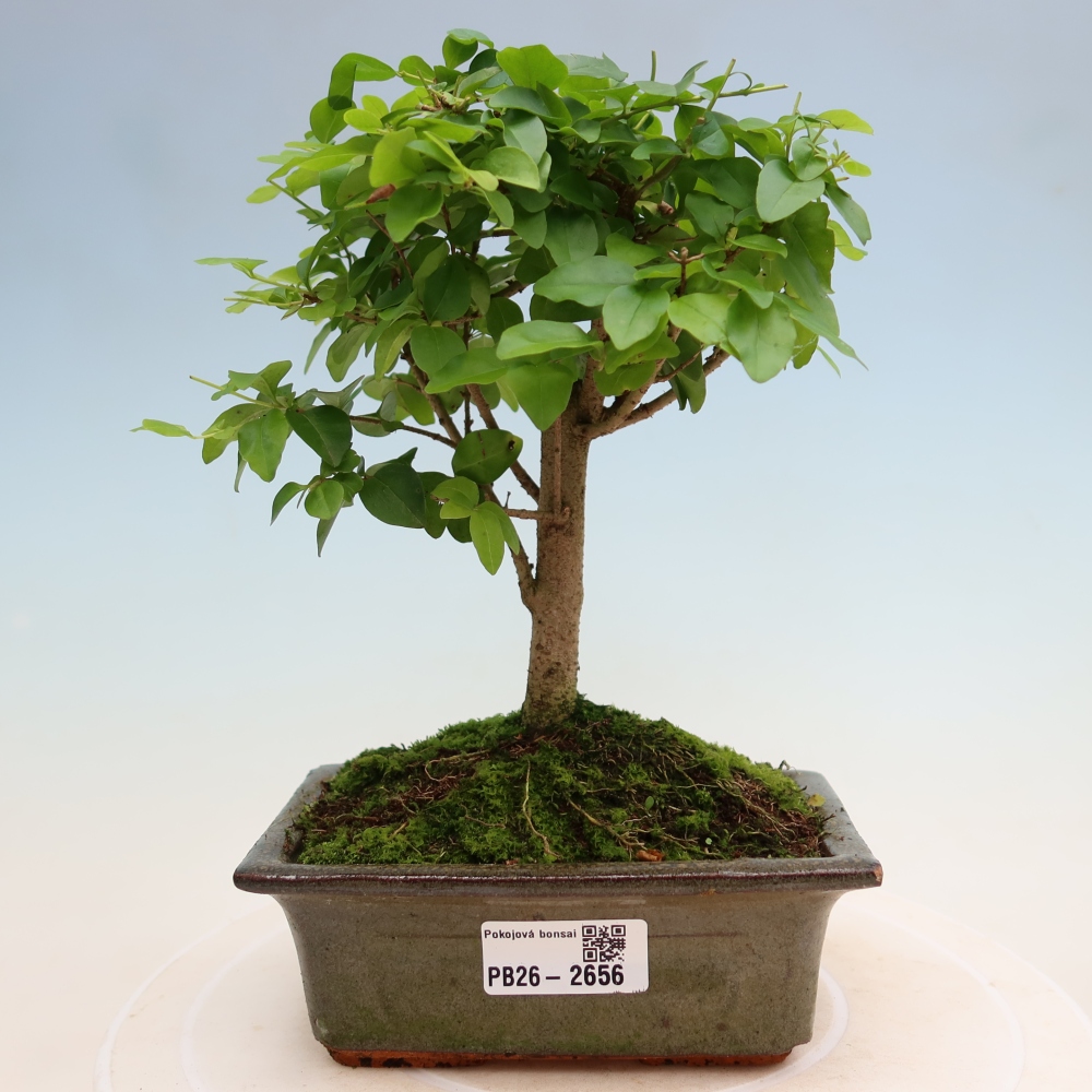 Szobai bonsai -Ligustrum chinensis - Madárcsőr