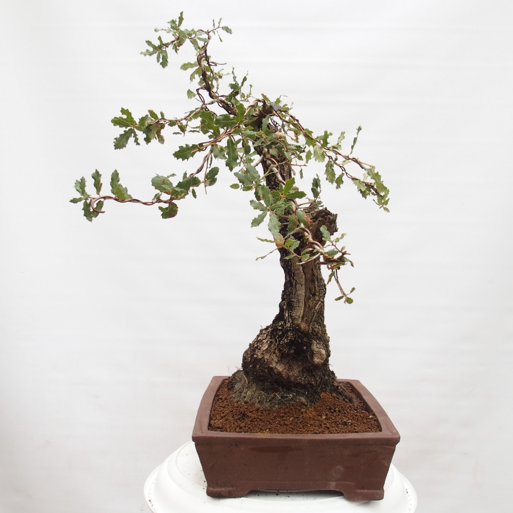 Yamadori - Quercus Ilex - Tölgy magyal
