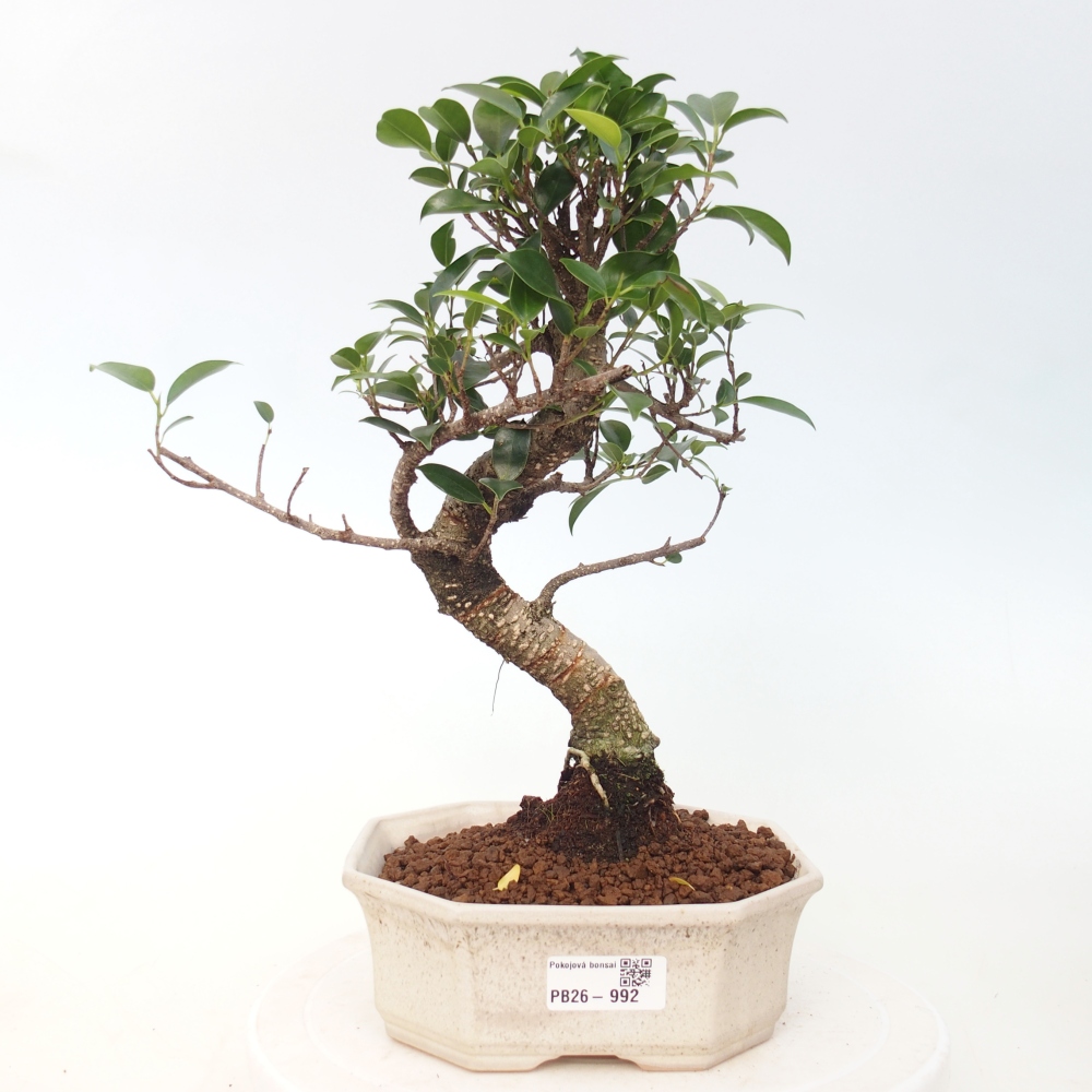Szobai bonsai - Ficus retusa - kislevelű fikusz