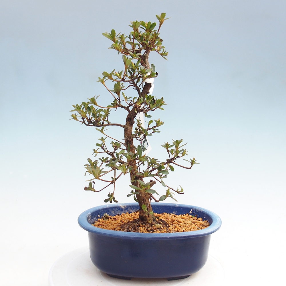 Kültéri bonsai - Japán azálea - Azalea Yukigesho