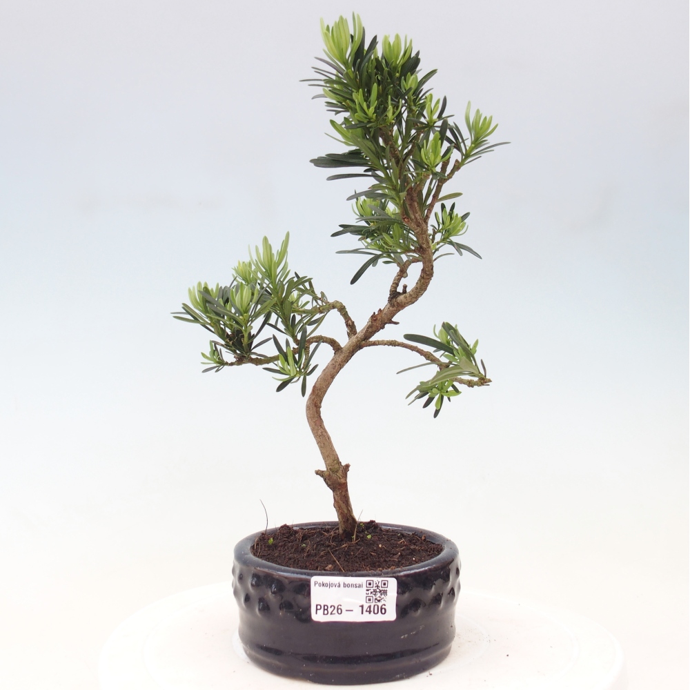 Szobai bonsai - Podocarpus - Kőtiszafa