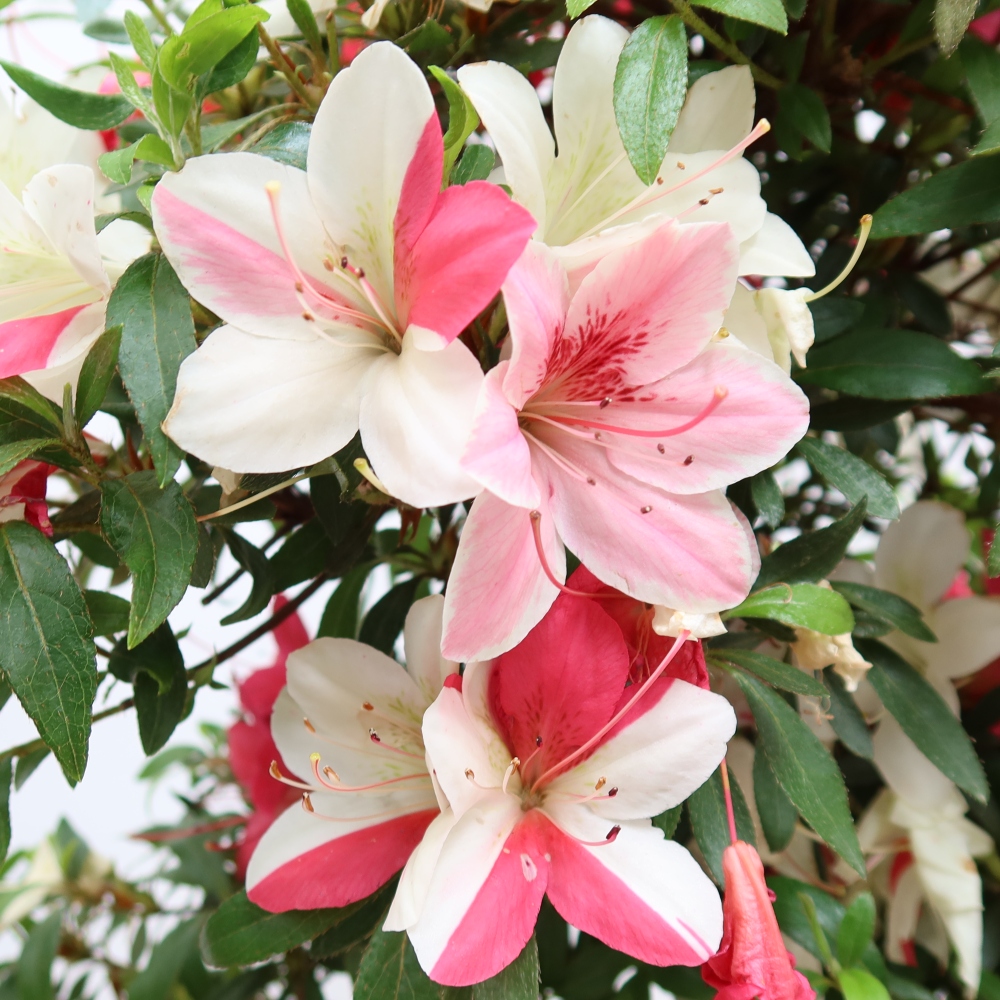 Kültéri bonsai - Japán azálea - Azalea satsuki
