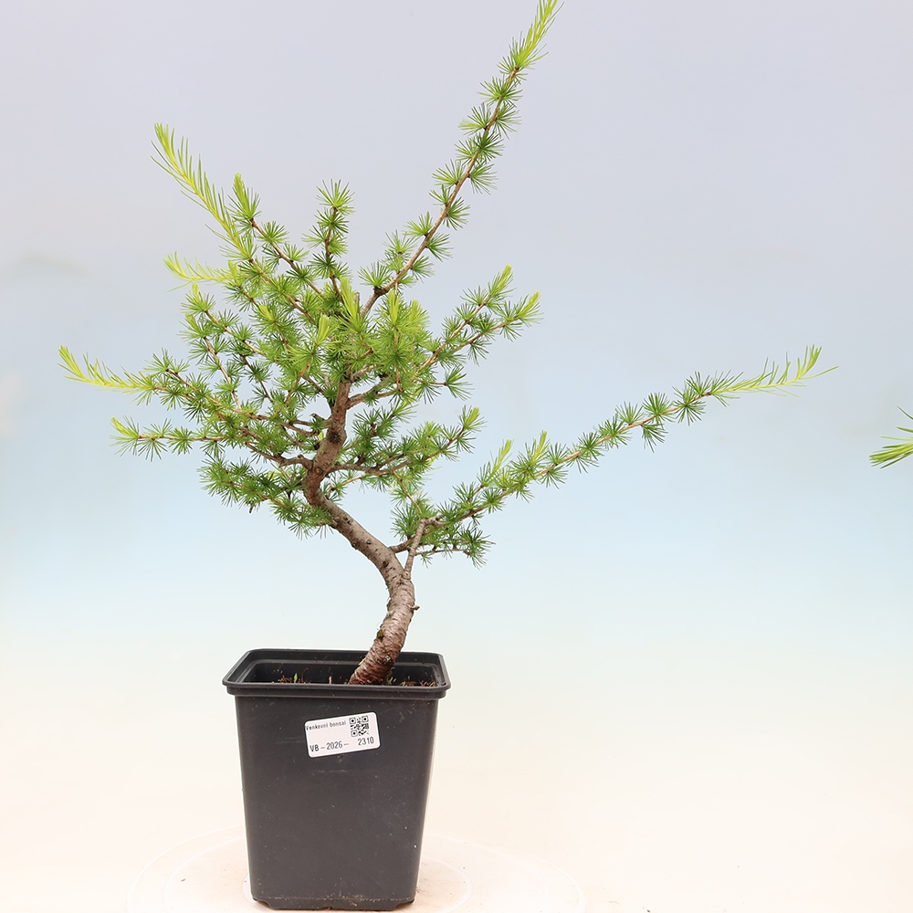 Kültéri bonsai - Larix decidua - vörösfenyő