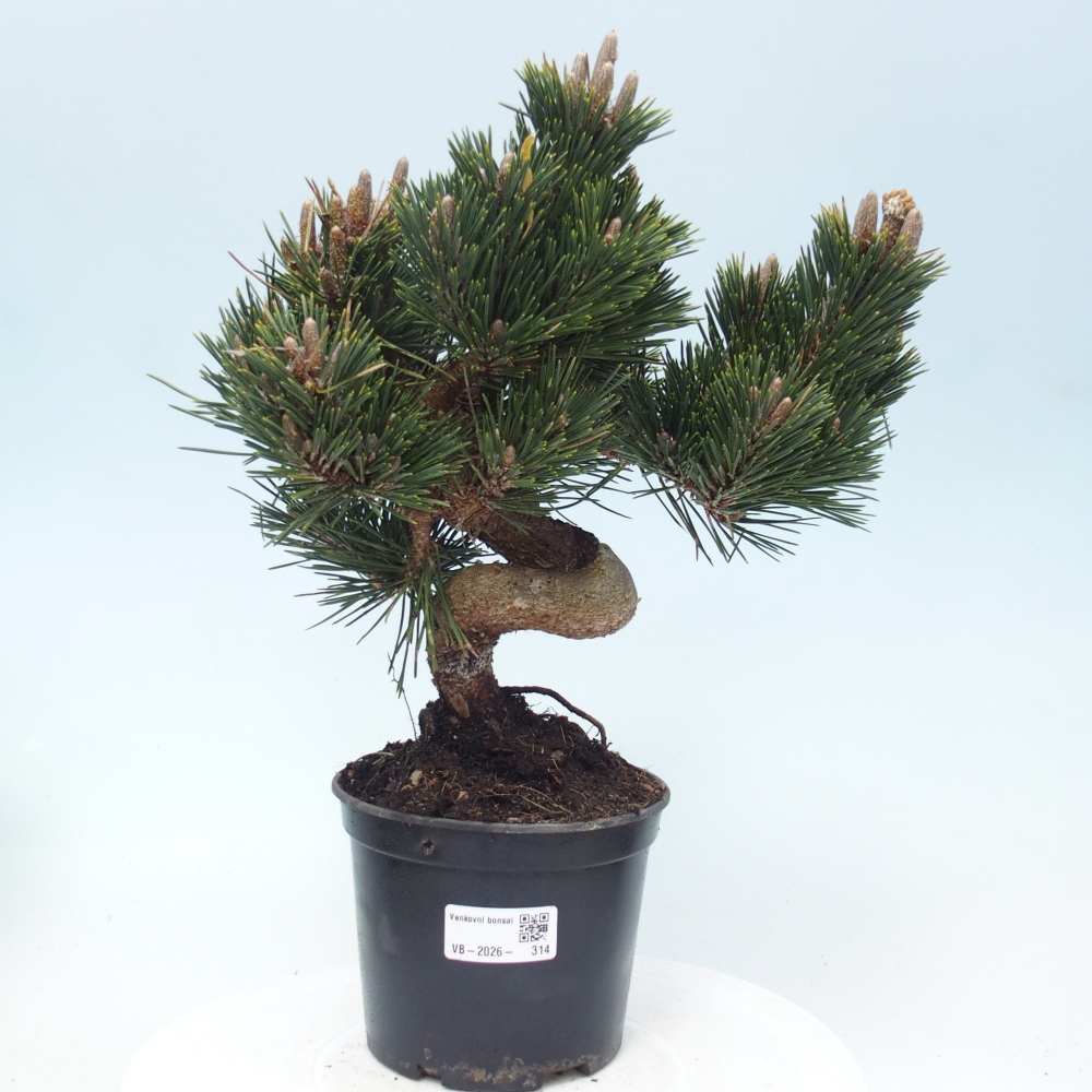 Kültéri bonsai - Pinus thunbergii senjyumaru - Thunberg fenyő