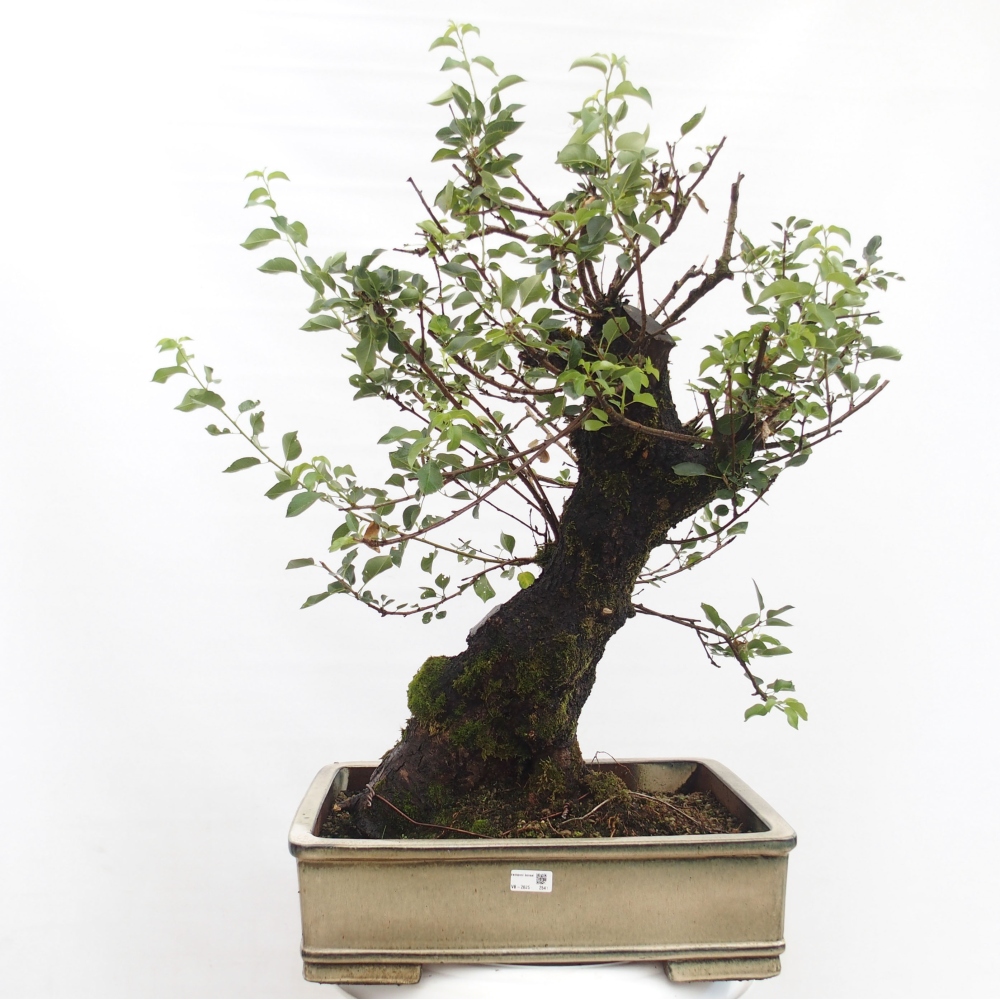 Kültéri bonsai - Mahalebka - Prunus mahaleb - Prunus mahaleb