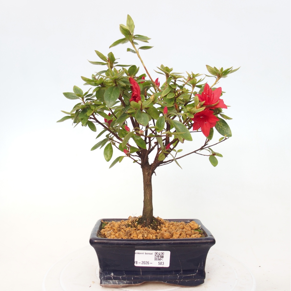 Kültéri bonsai - japán azálea - Azalea sp.