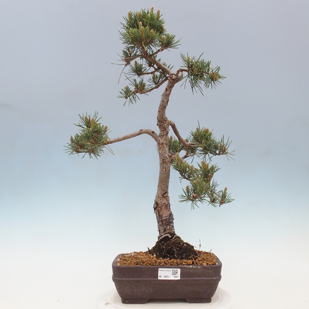 Kültéri bonsai - Pinus Sylvestris Watererri - erdeifenyő