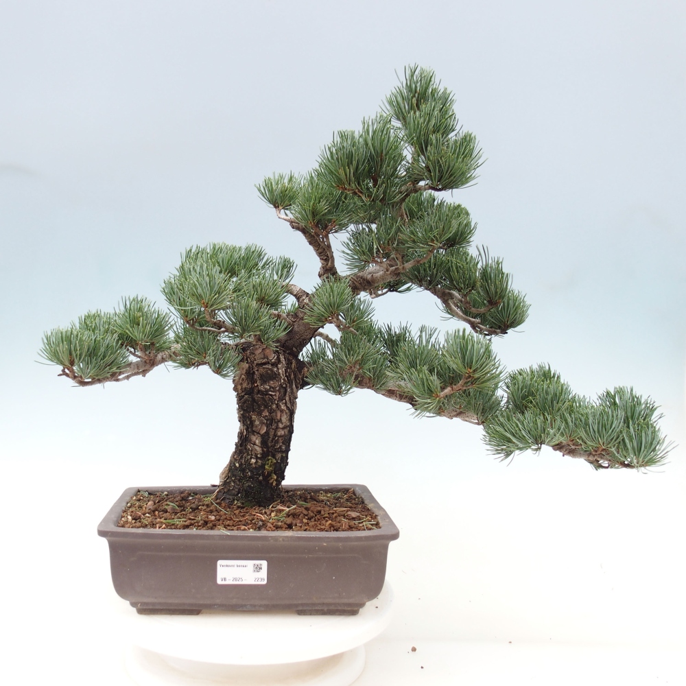 Kültéri bonsai - Pinus parviflora - Pinus parviflora