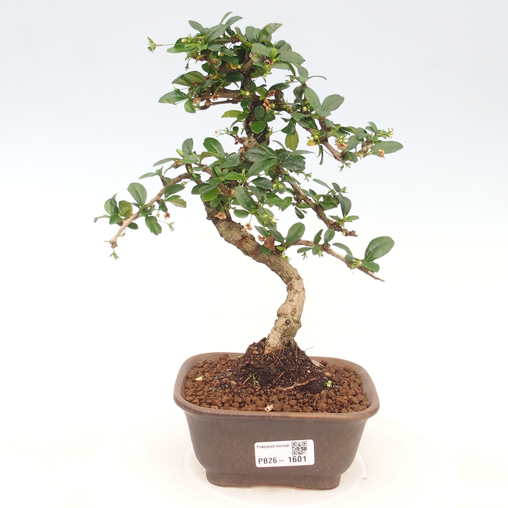Szobai bonsai - Carmona macrophylla - Tea fuki