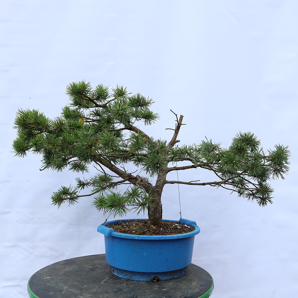 Pinus sylvestris Spanyolország – erdei fenyő