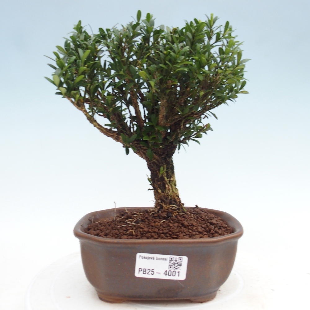 Szobai bonsai - Buxus harlandii - parafa buxus