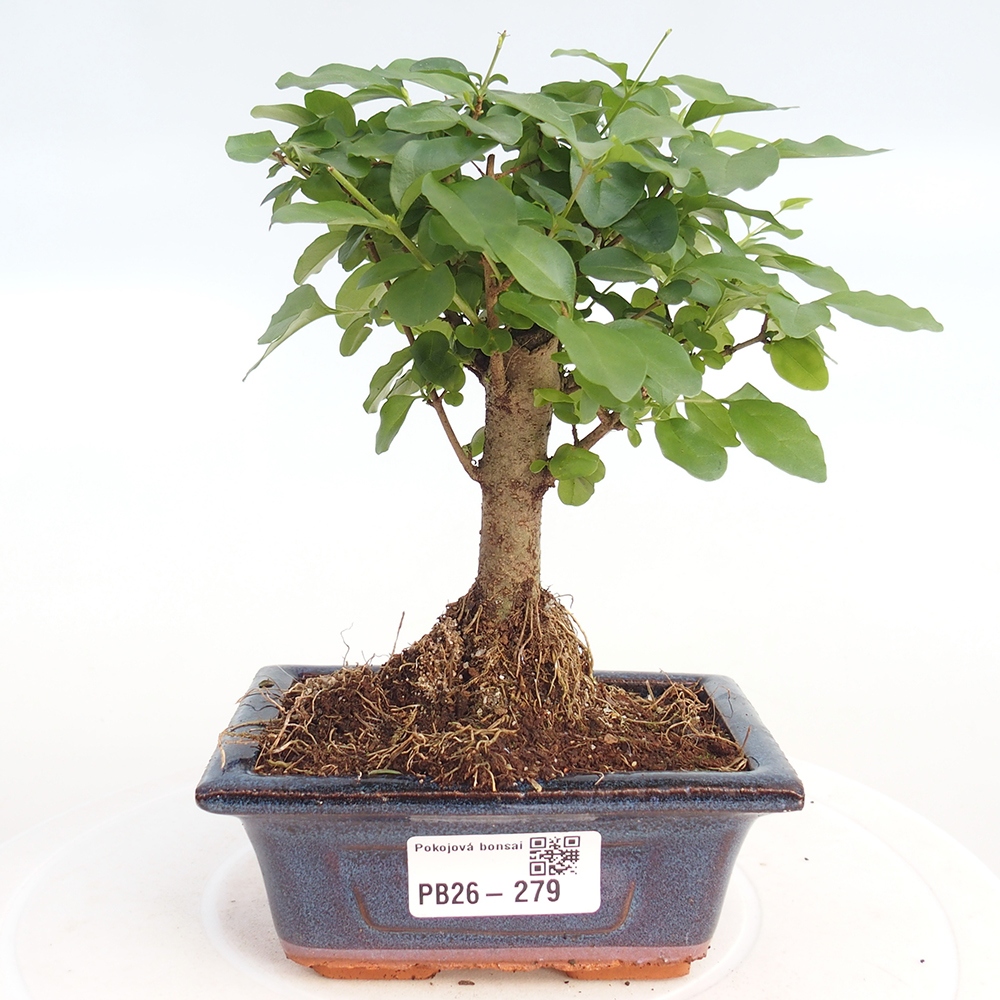 Szobai bonsai -Ligustrum chinensis - Madárcsőr