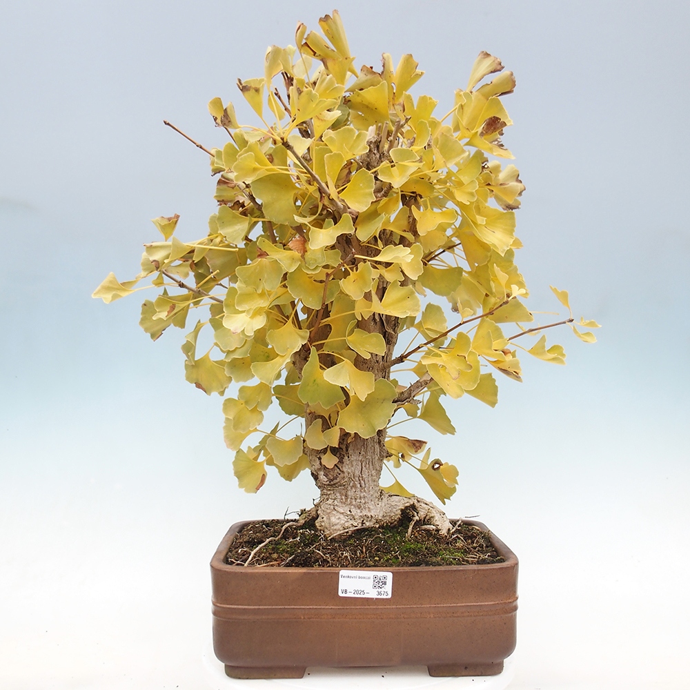 Kültéri bonsai - Ginkgo biloba - Ginkgo biloba