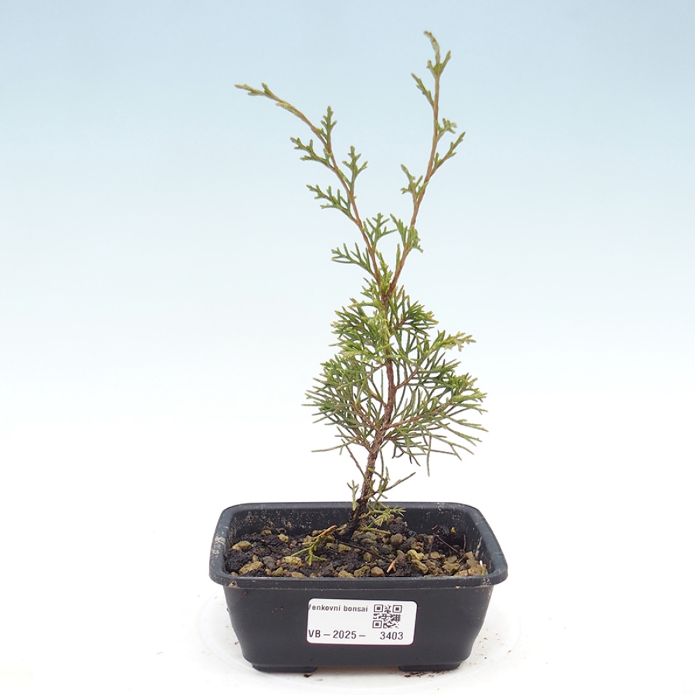 Kültéri bonsai - Juniperus chinensis Itoigawa