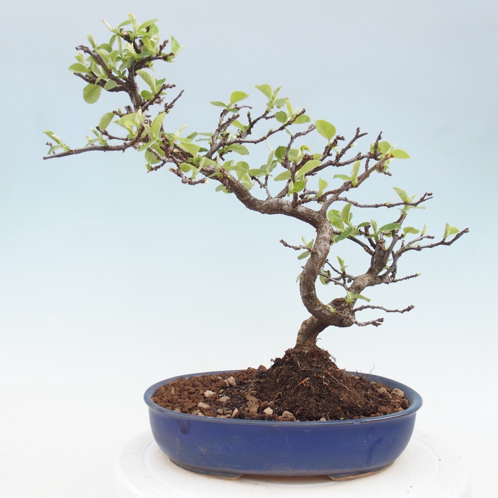Kültéri bonsai - Chaneomeles chinensis