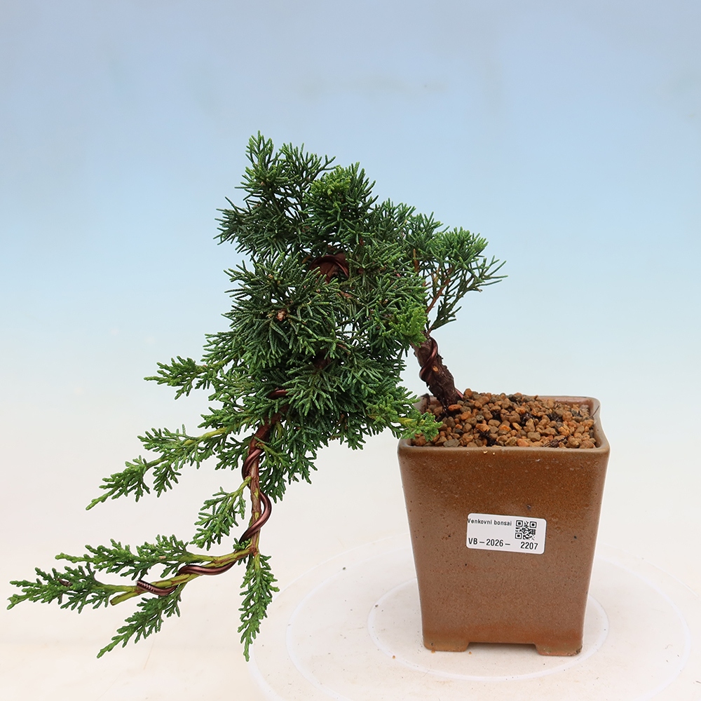 Kültéri bonsai - Juniperus chinensis Kishu