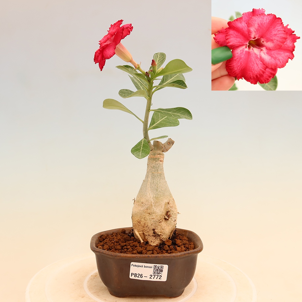Szobabonsai – Adenium obesum, V.F.S.326-os oltvány – Sivatagi rózsa