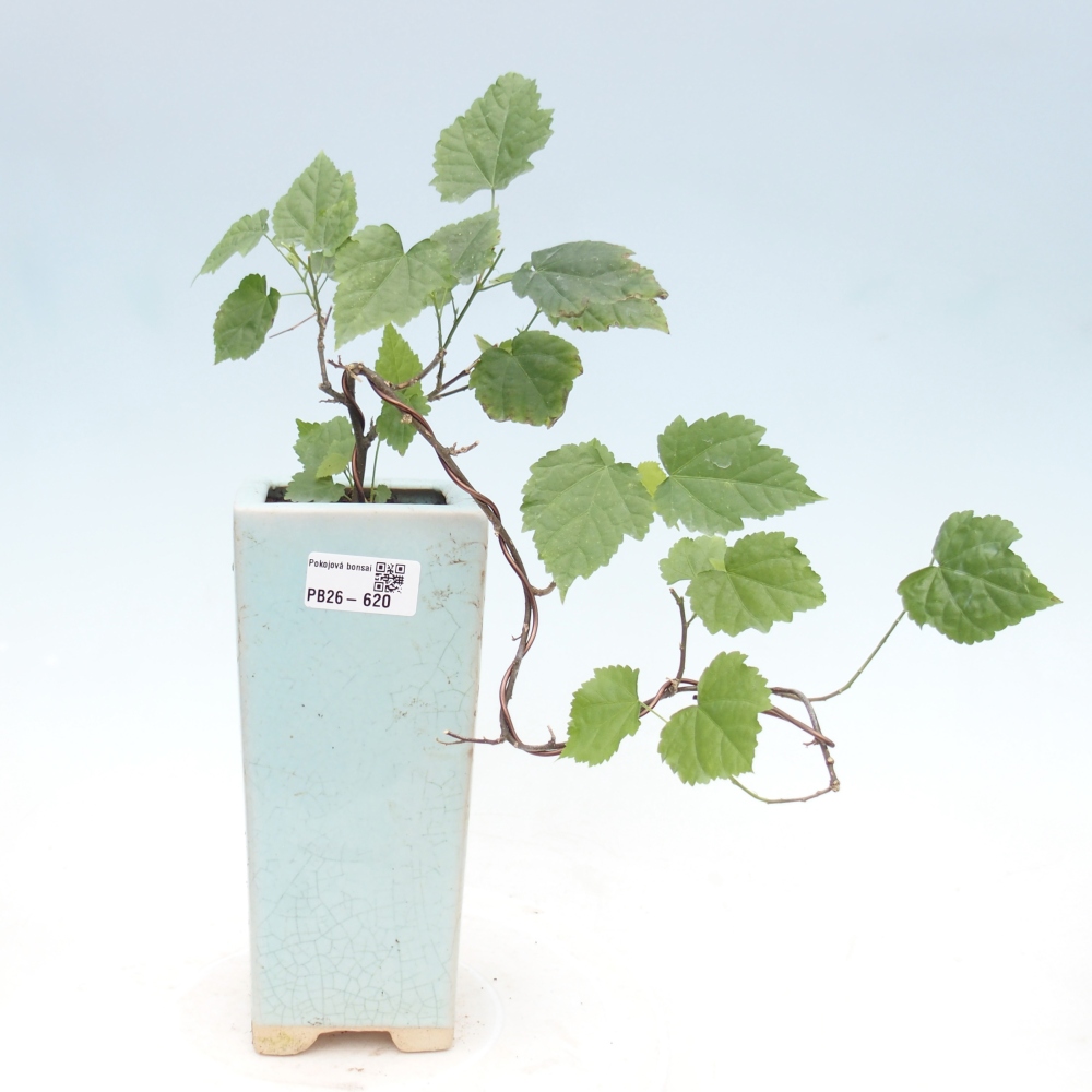 Beltéri bonsai - Abutilon Big Bell - Felhőbogyó