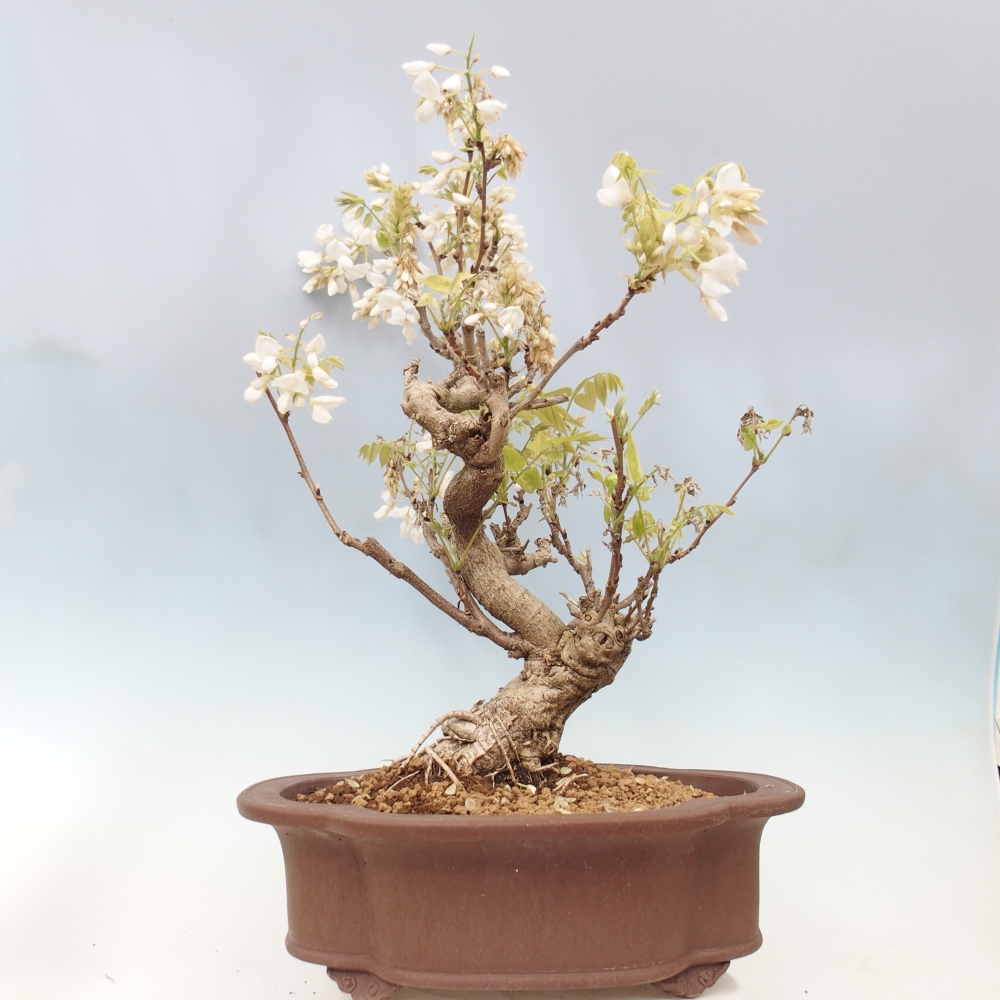 Kültéri bonsai - Vistaria - Wisteria