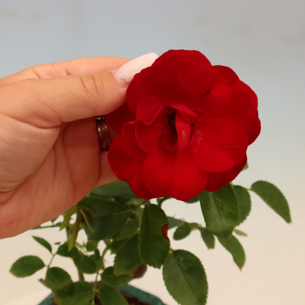 Kültéri bonsai - Rosa Kordes - rózsa