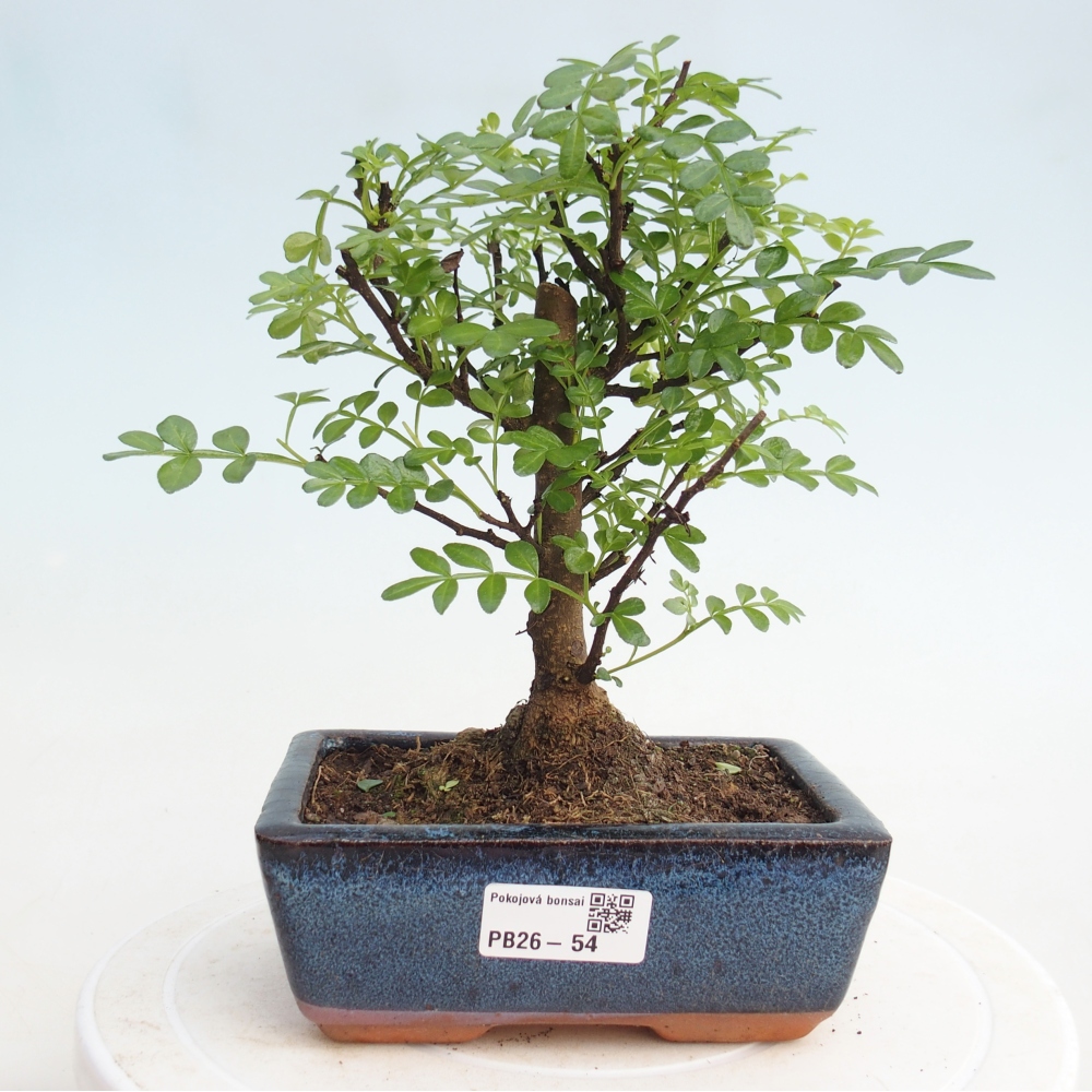 Szobai bonsai - Zantoxylum piperitum - borsfa