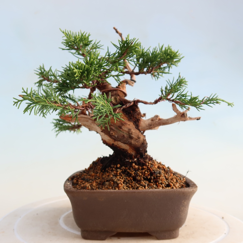 Kültéri bonsai - Juniperus chinensis Itoigawa