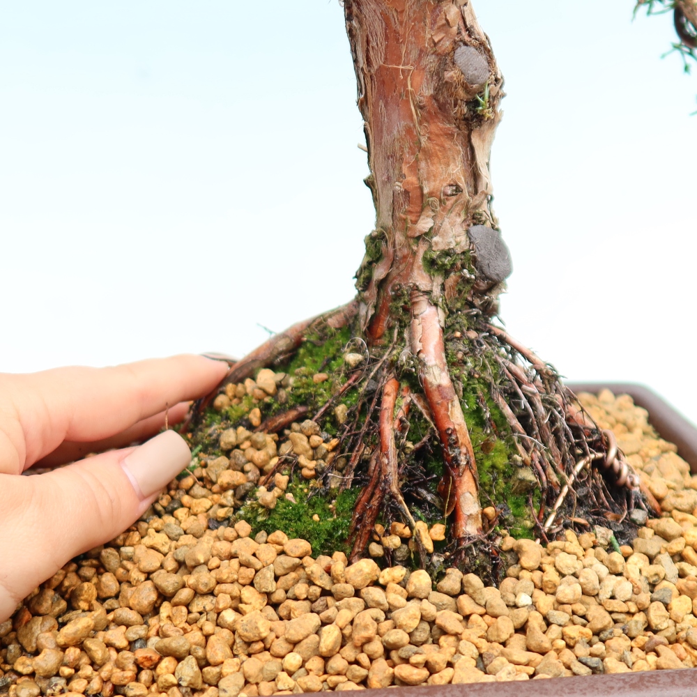 Kültéri bonsai - Juniperus chinensis Kishu