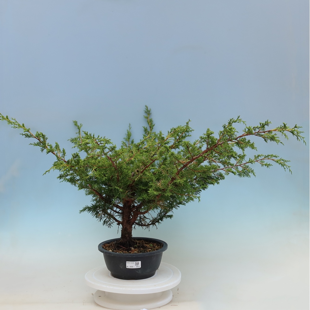 Kültéri bonsai - Juniperus chinensis Itoigawa