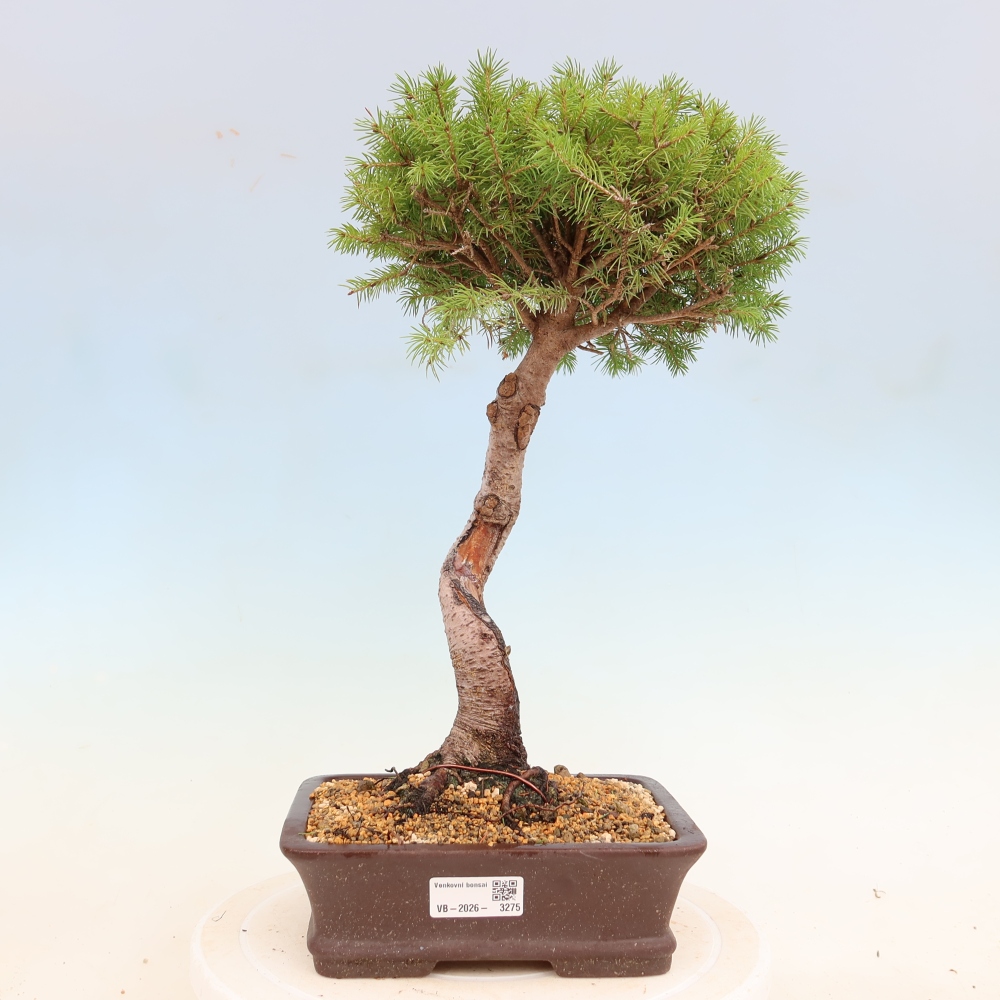 Kültéri bonsai - lucfenyő - Picea glauca globe