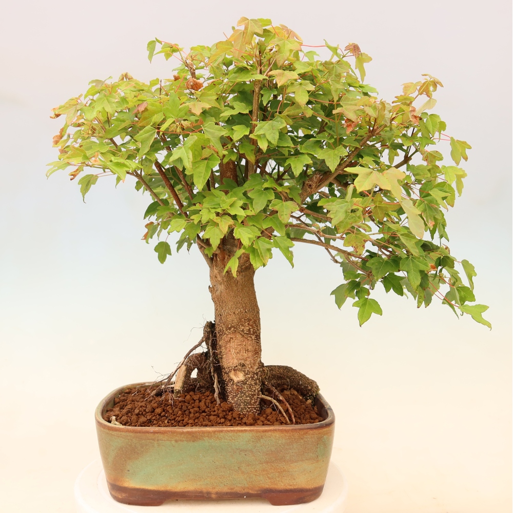Kültéri bonsai - Juhar Burger - Acer Burgerianum