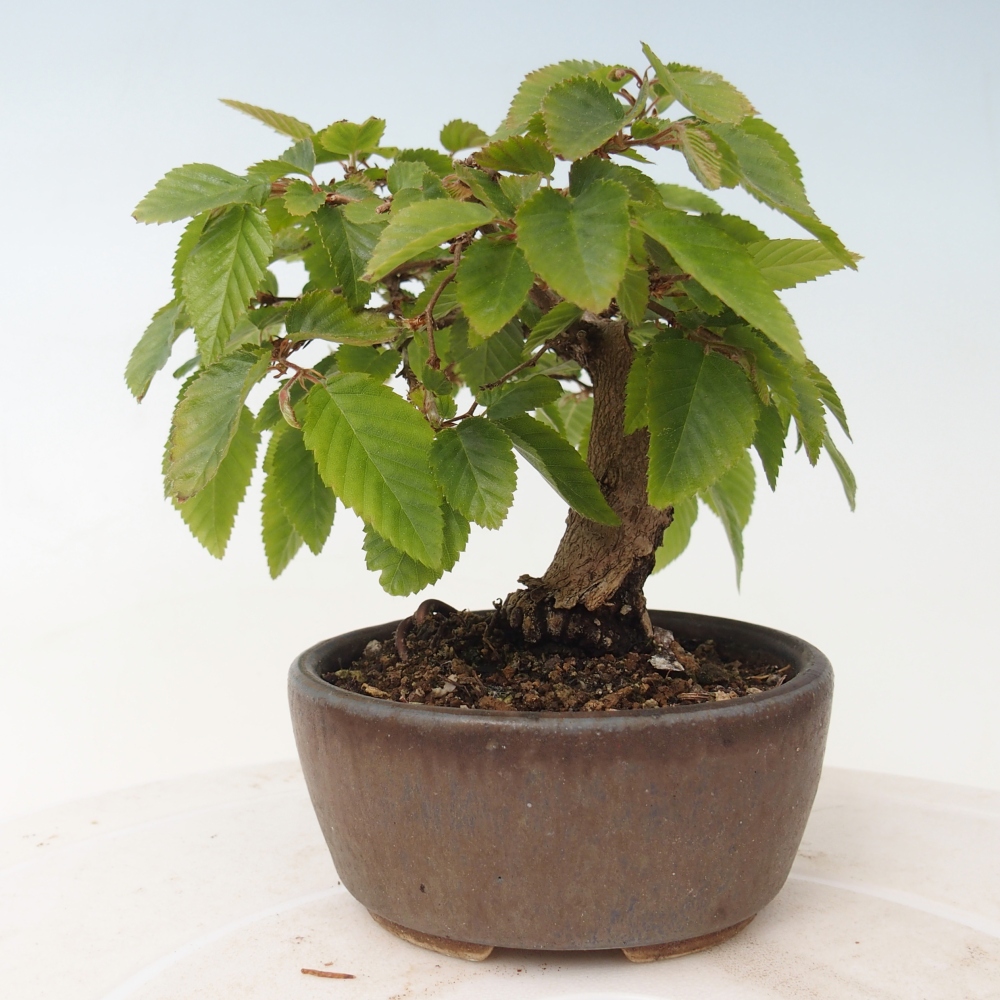 Kültéri bonsai -Carpinus CARPINOIDES - Koreai gyertyánfa