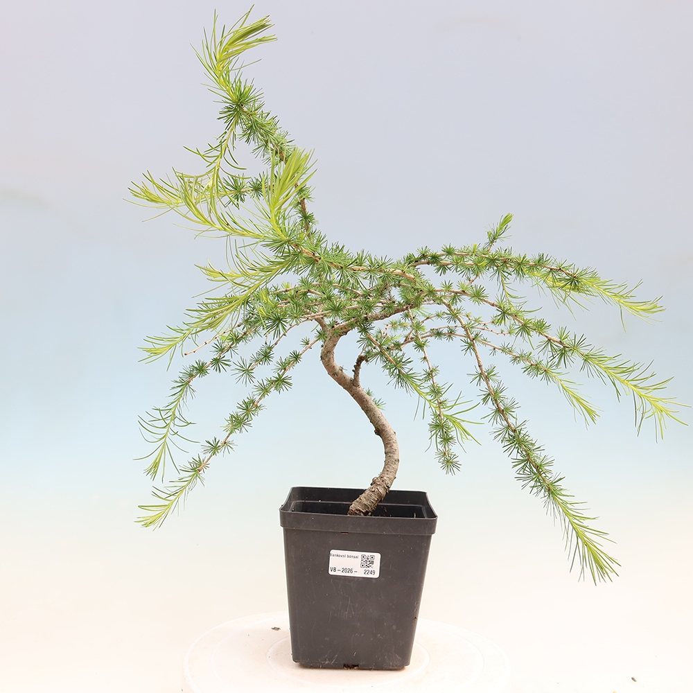 Kültéri bonsai - Larix decidua - vörösfenyő