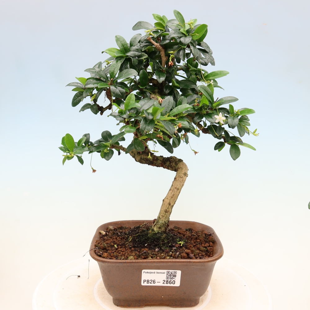 Szobai bonsai - Carmona macrophylla - Tea fuki