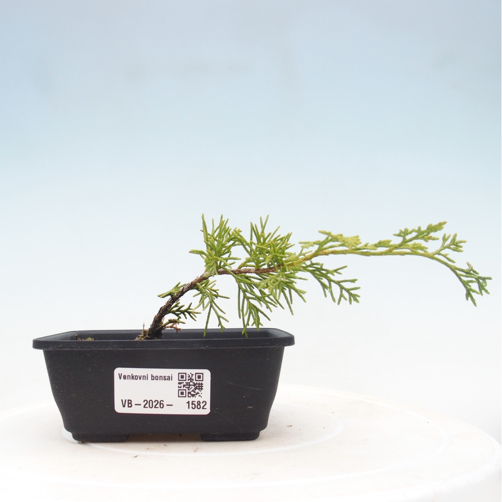 Kültéri bonsai - Juniperus chinensis Itoigawa