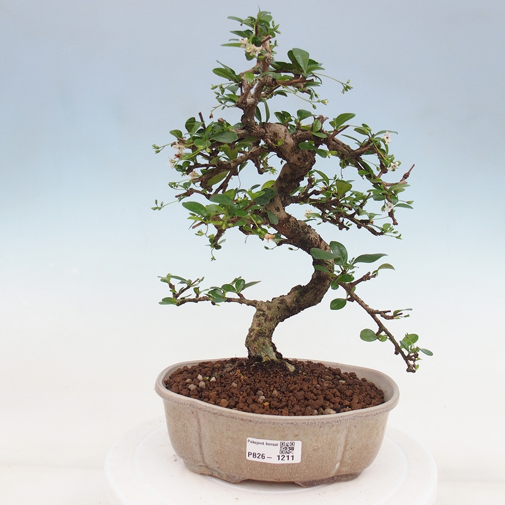 Szobai bonsai - Carmona macrophylla - Tea fuki