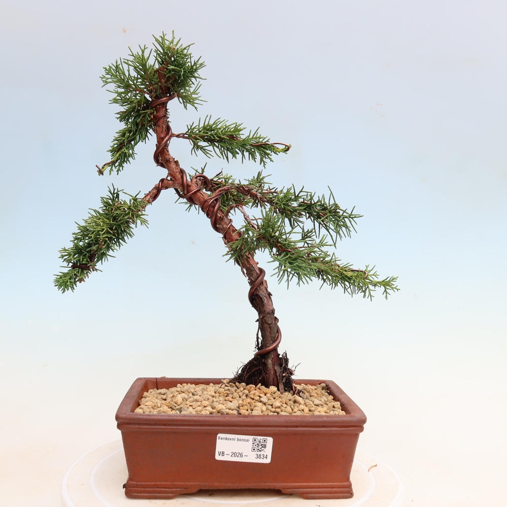 Kültéri bonsai - Juniperus chinensis Kishu
