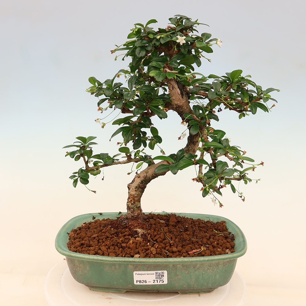 Szobai bonsai - Carmona macrophylla - Tea fuki