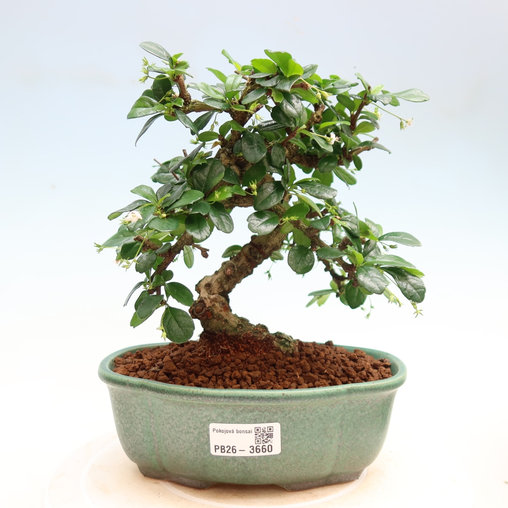 Szobai bonsai - Carmona macrophylla - Tea fuki