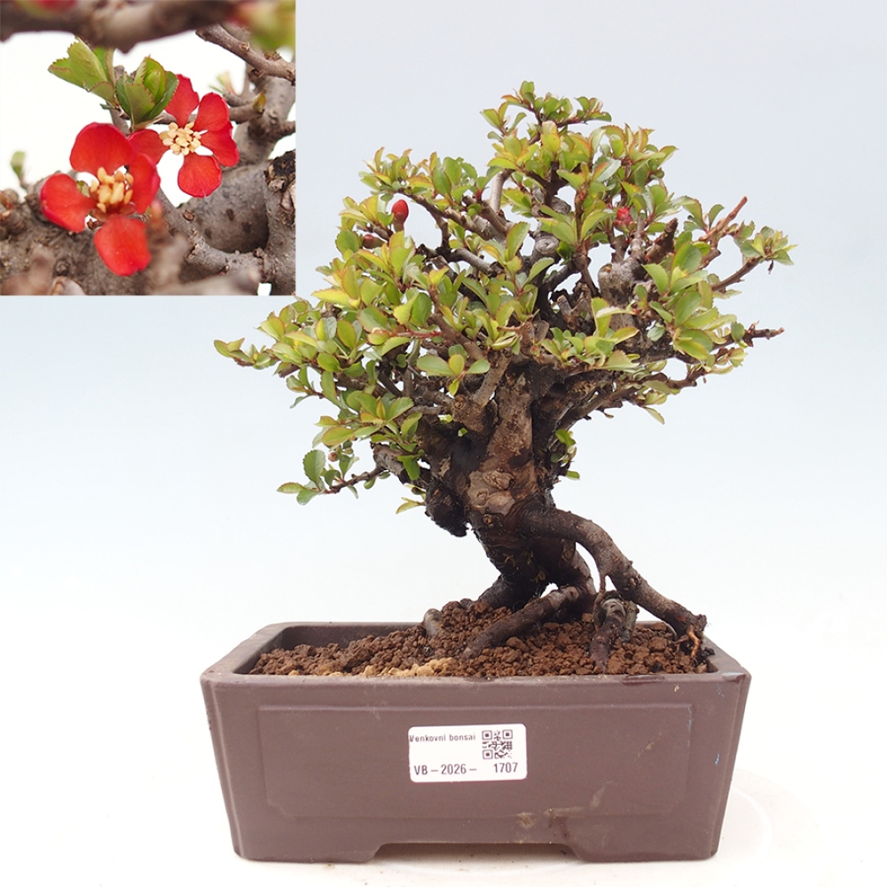 Kültéri bonsai - Chaneomeles speciosa - birs