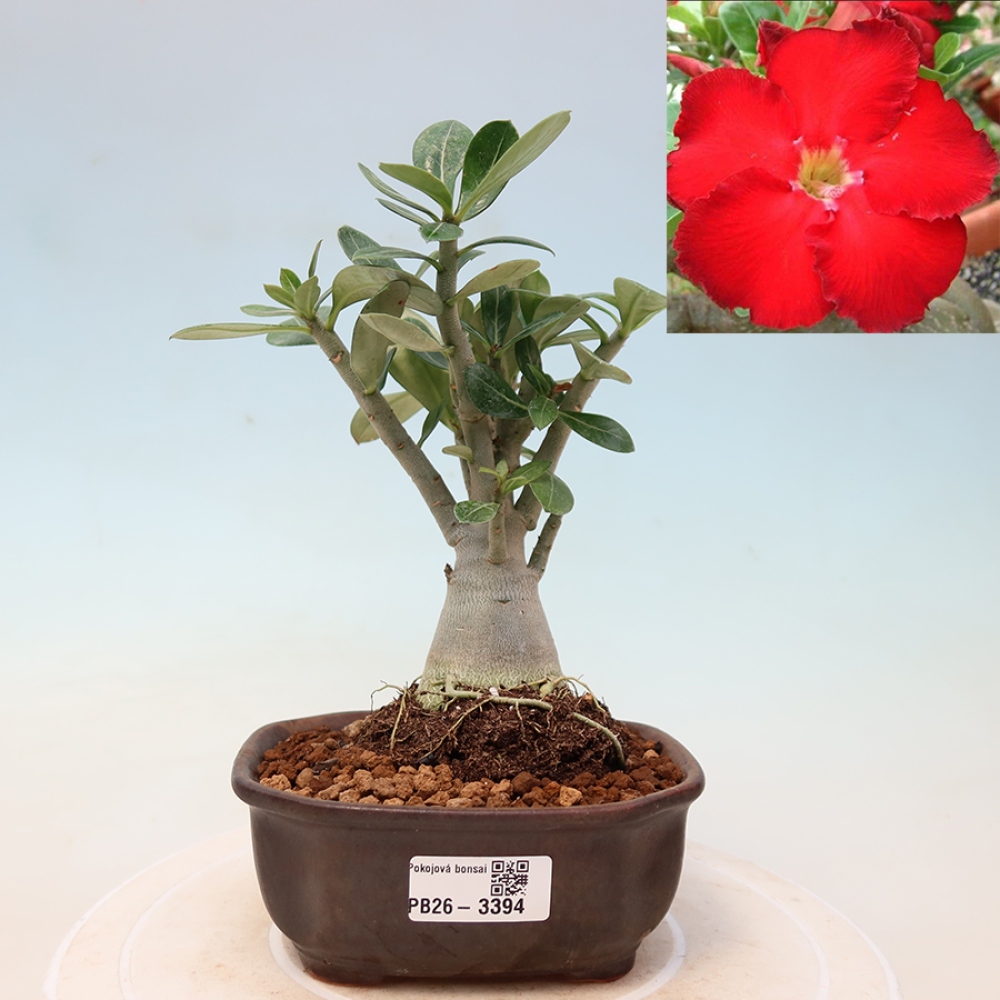 Szobabonsai – Adenium obesum Red Star – Sivatagi rózsa
