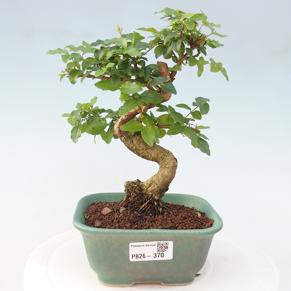 Szobai bonsai -Ligustrum chinensis - Madárcsőr