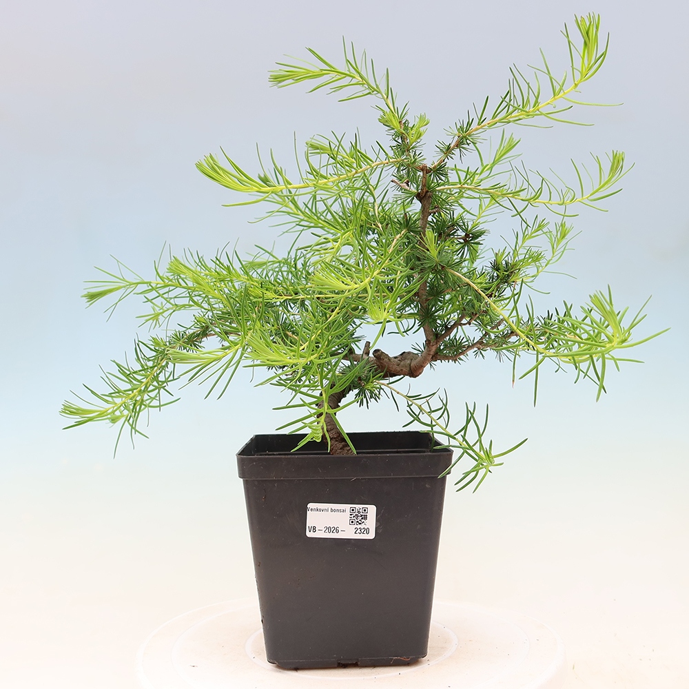 Kültéri bonsai - Larix decidua - vörösfenyő