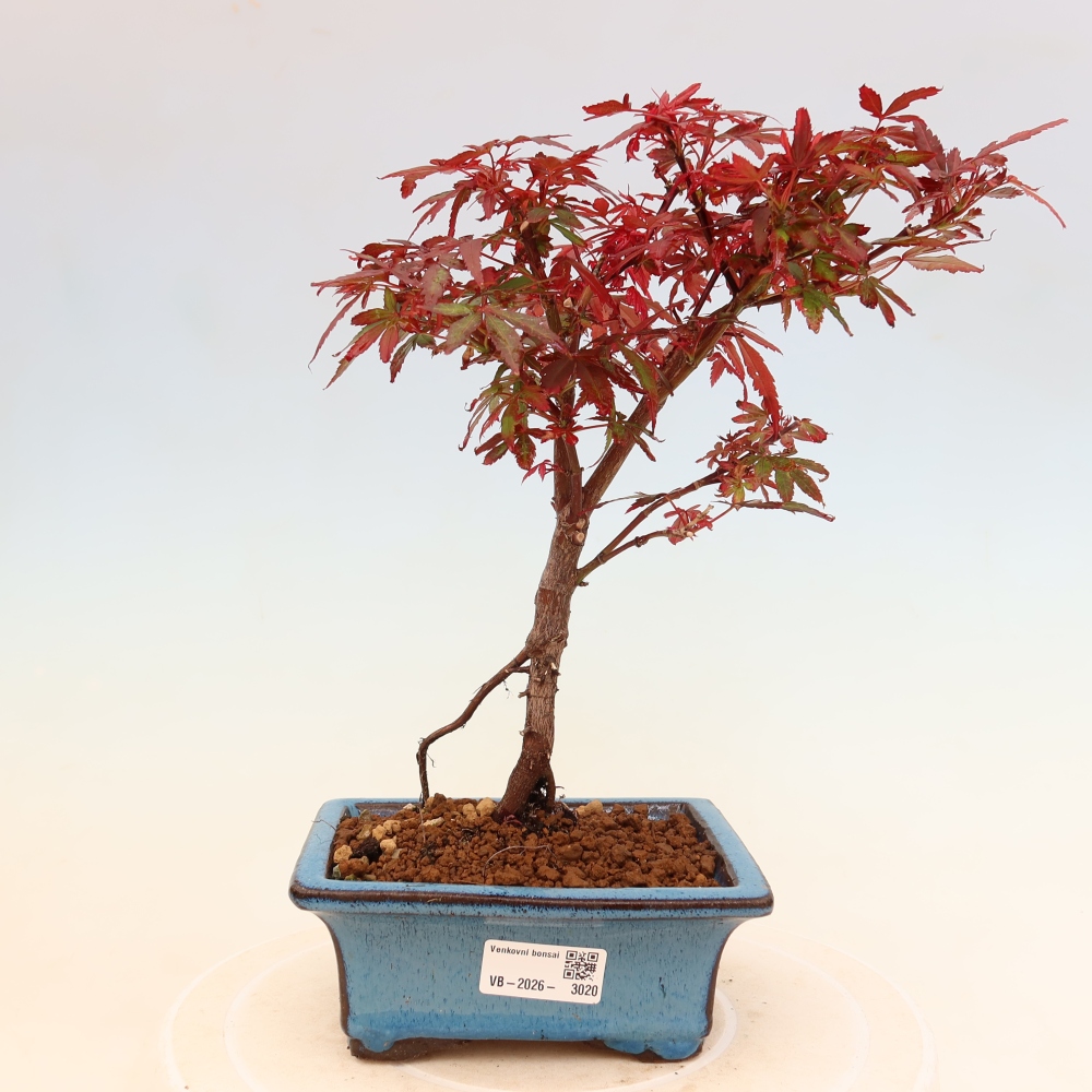 Kültéri bonsai – tenyérlevelű juhar – Acer palmatum Berry Broom 