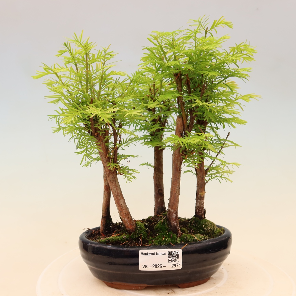 Kültéri bonsai – Metasequoia glyptostroboides – kínai metasequoia – kis erdő