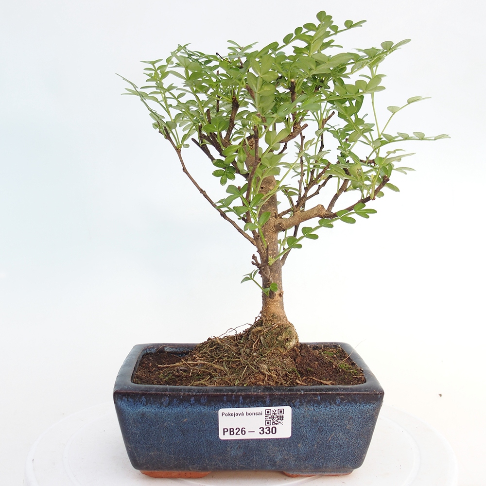 Szobai bonsai - Zantoxylum piperitum - borsfa