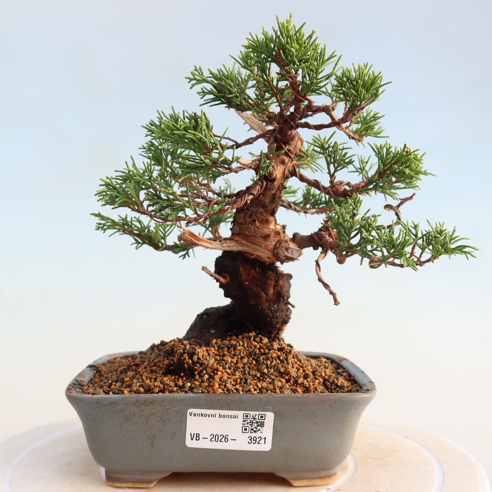 Kültéri bonsai - Juniperus chinensis Itoigawa