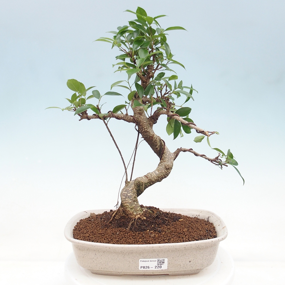 Szobai bonsai - Ficus retusa - kislevelű fikusz