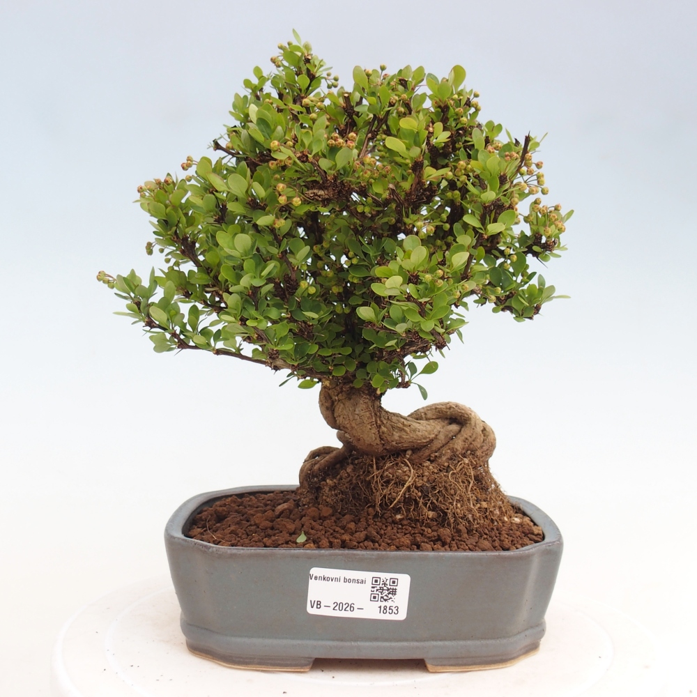 Kültéri bonsai - Berberis coreana