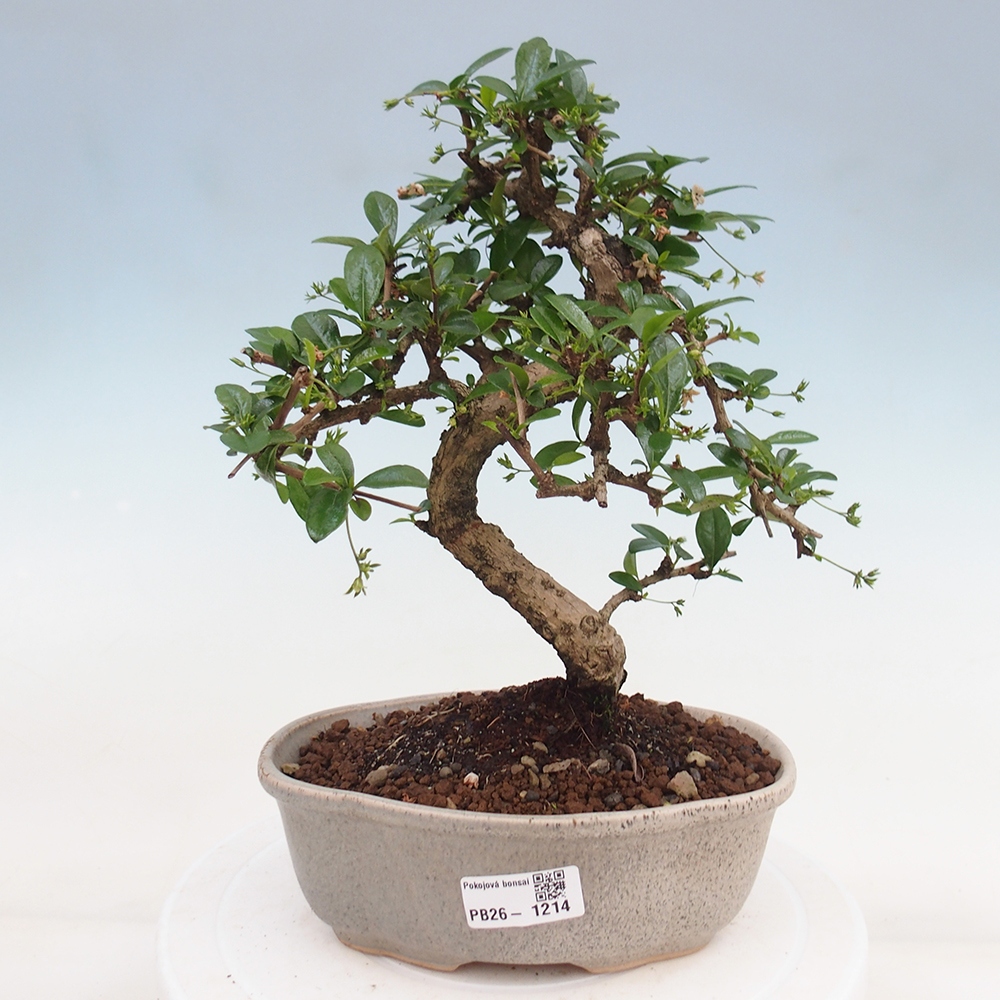 Szobai bonsai - Carmona macrophylla - Tea fuki