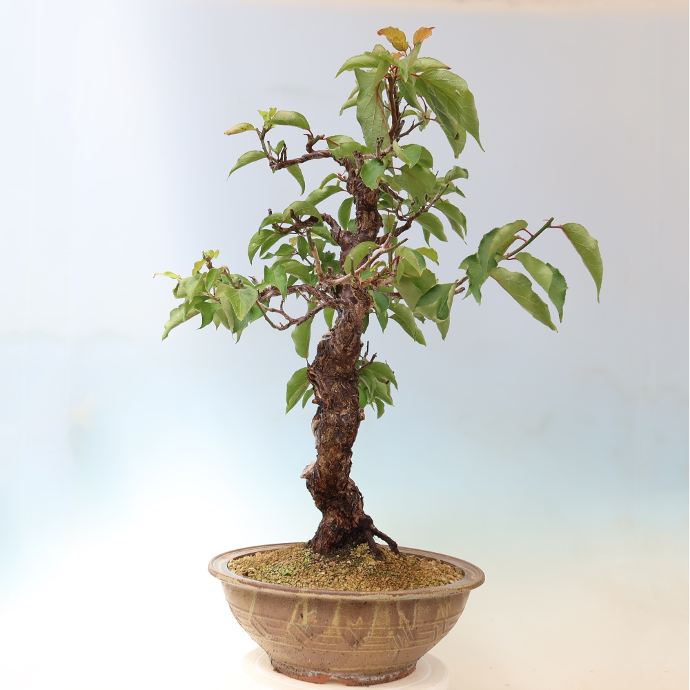 Kültéri bonsai – Japán barack – Prunus Mume